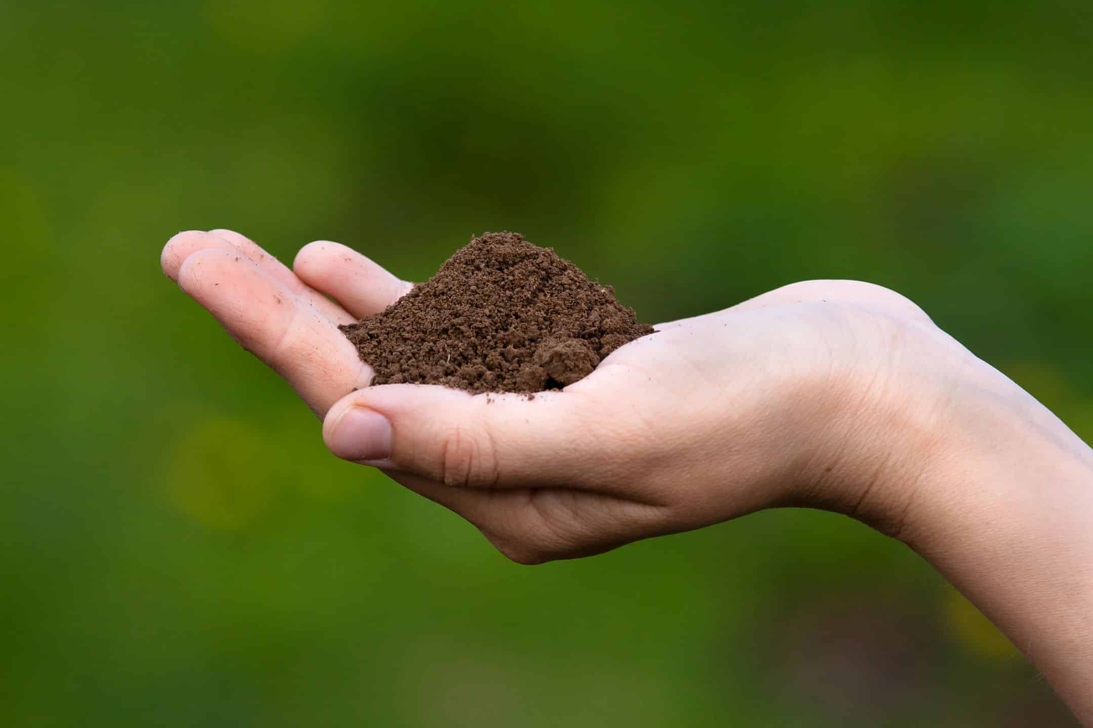 top soil in the palm of a hand with a blurry green background