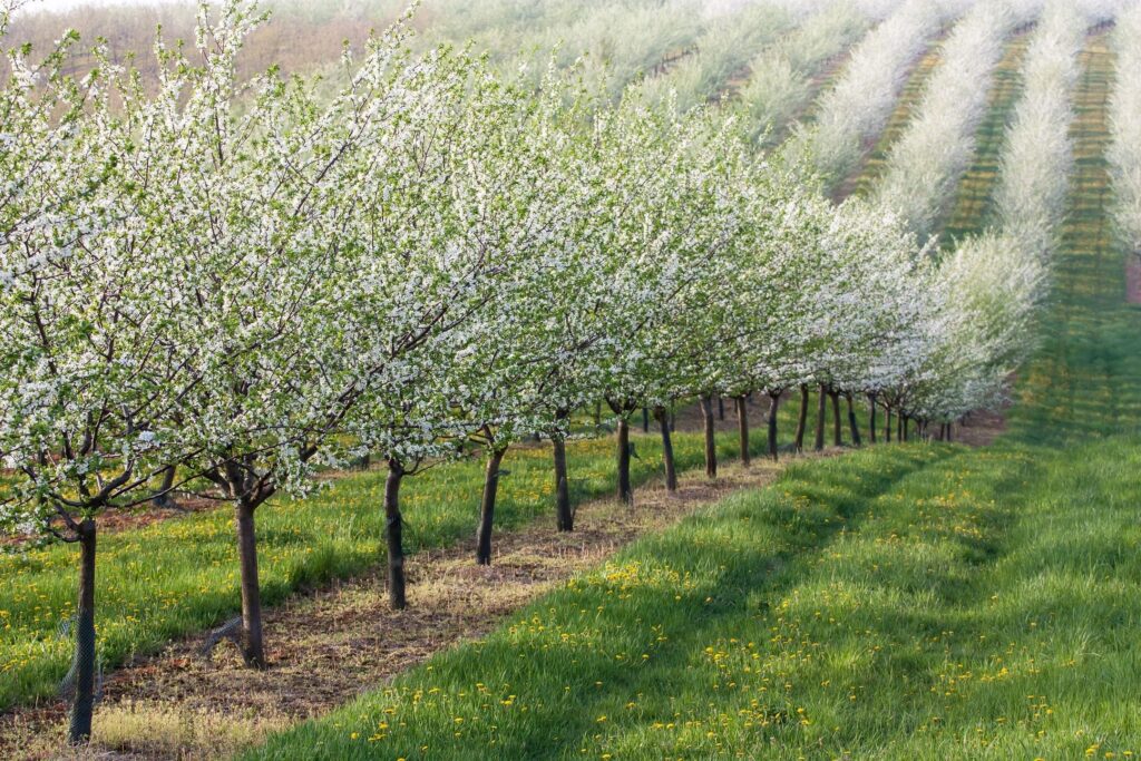 newly planted pear trees 